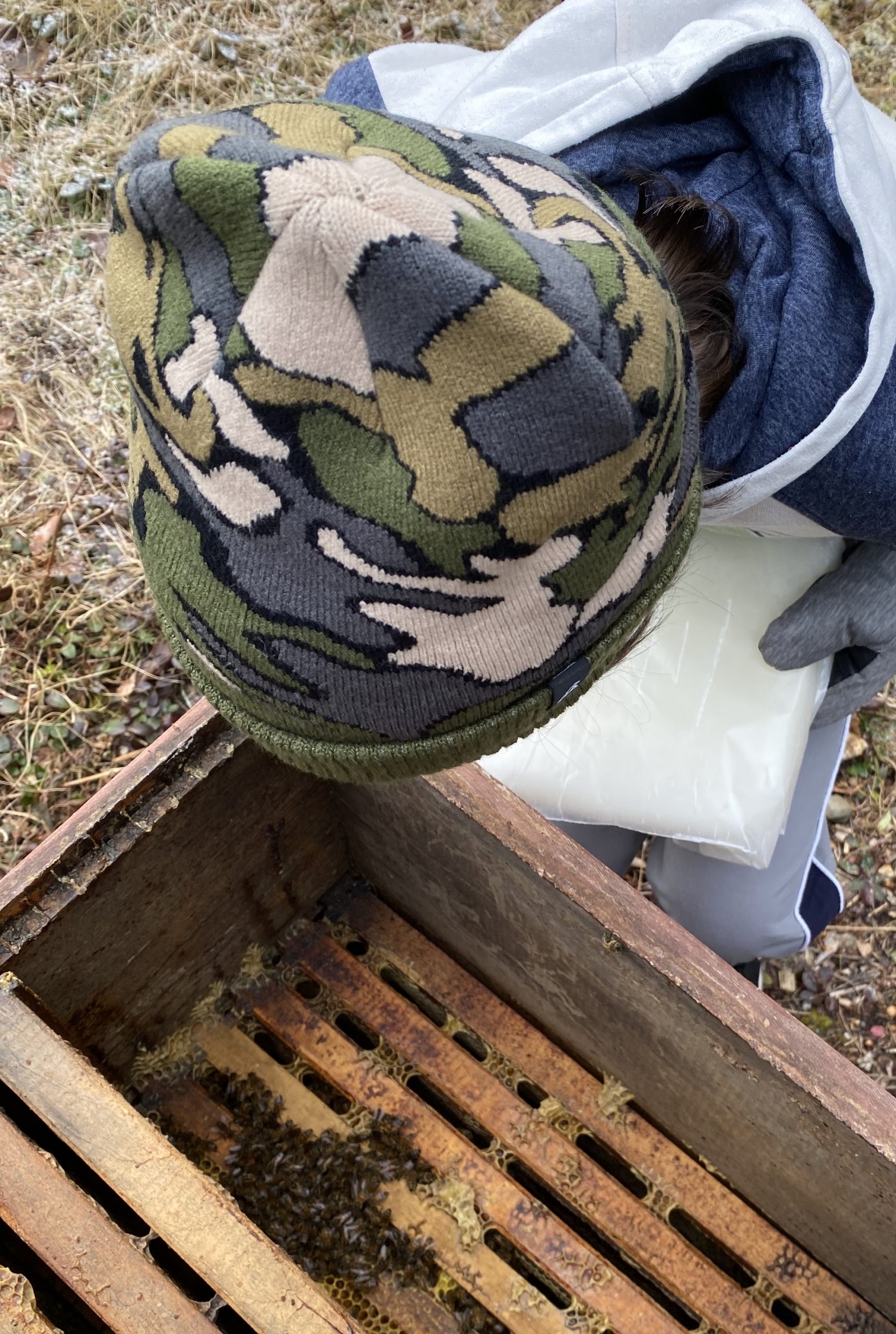 Honey Bees getting a winter snack